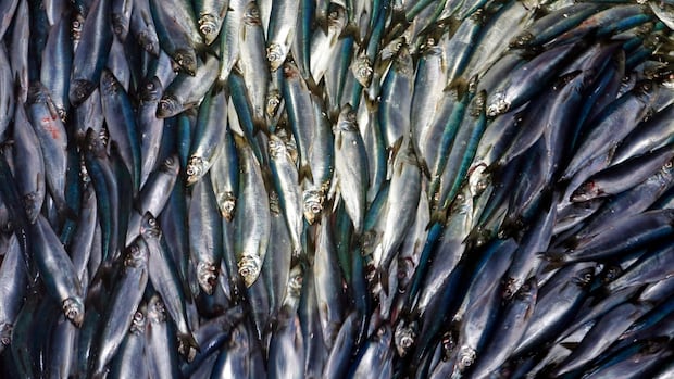 dfo-increases-herring-quota-midseason-for-sw-nova-scotia/bay-of-fundy-fishery