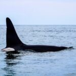 whale-watchers-excited-about-return-of-‘friendly’-orca-to-the-bay-of-fundy