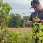 ‘there’s-a-lot-of-potential’:-dry-summer-has-ottawa-vineyard-excited-for-fall-harvest