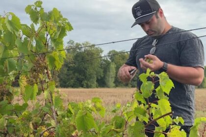 ‘there’s-a-lot-of-potential’:-dry-summer-has-ottawa-vineyard-excited-for-fall-harvest