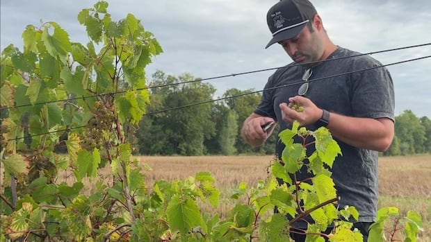 ‘there’s-a-lot-of-potential’:-dry-summer-has-ottawa-vineyard-excited-for-fall-harvest