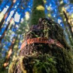 conservationists-decry-lack-of-progress-5-years-after-bc.’s-old-growth-logging-review