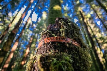conservationists-decry-lack-of-progress-5-years-after-bc.’s-old-growth-logging-review
