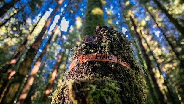 conservationists-decry-lack-of-progress-5-years-after-bc.’s-old-growth-logging-review