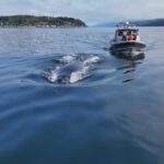 humpback-whale-tangled-in-fishing-gear-on-bc.’s-coast-freed-after-3-day-rescue