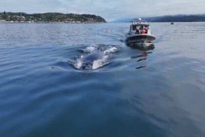 humpback-whale-tangled-in-fishing-gear-on-bc.’s-coast-freed-after-3-day-rescue