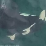another-endangered-female-orca-found-pushing-dead-baby-calf-through-salish-sea