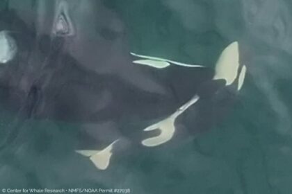 another-endangered-female-orca-found-pushing-dead-baby-calf-through-salish-sea