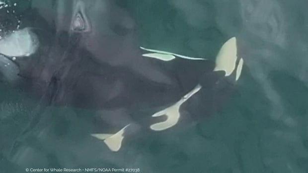 another-endangered-female-orca-found-pushing-dead-baby-calf-through-salish-sea