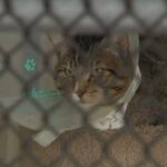 furor-as-langley-animal-protection-society’s-contract-terminated-by-township