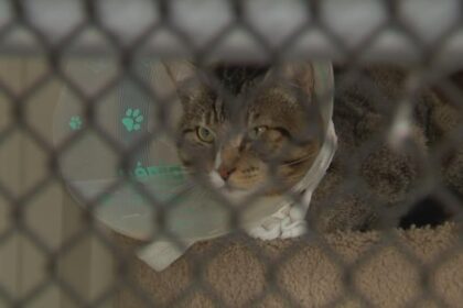 furor-as-langley-animal-protection-society’s-contract-terminated-by-township