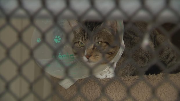 furor-as-langley-animal-protection-society’s-contract-terminated-by-township