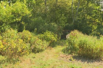advocates-say-new-pei.-snare-rules-improve-humane-practices,-but-can-challenge-trappers