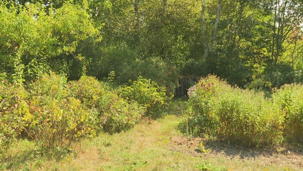 advocates-say-new-pei.-snare-rules-improve-humane-practices,-but-can-challenge-trappers