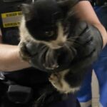 stowaway-italian-kitten-finds-forever-home-in-ns.-after-transatlantic-voyage