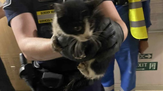stowaway-italian-kitten-finds-forever-home-in-ns.-after-transatlantic-voyage