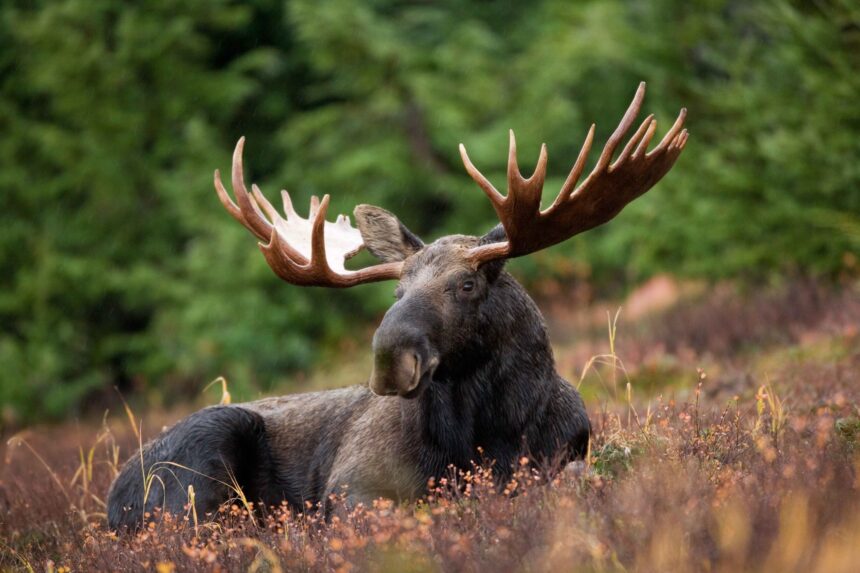 kebaowek-first-nation-wants-quebec-to-ban-out-of-province-moose-hunters