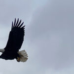 eagle-feet-with-talons,-feathers-and-blood-among-items-seized-in-illegal-trafficking-case-in-alberta