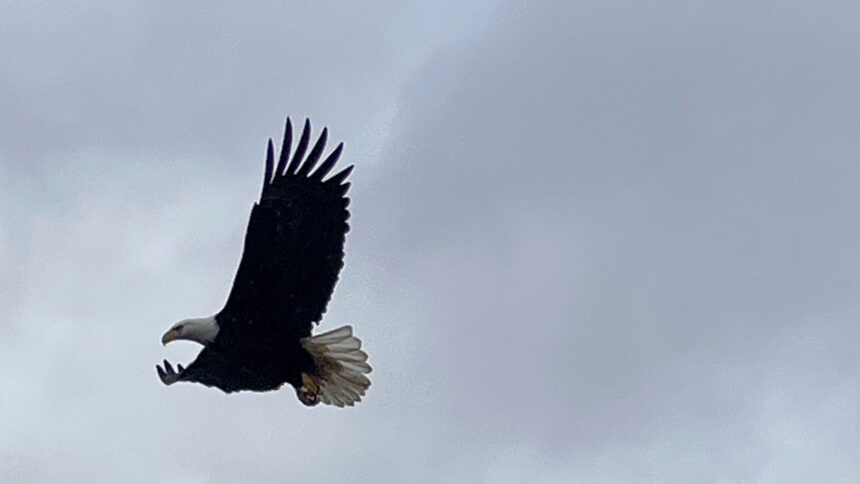 eagle-feet-with-talons,-feathers-and-blood-among-items-seized-in-illegal-trafficking-case-in-alberta