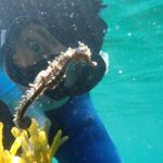 seahorses-shock-group-of-nova-scotia-snorkellers
