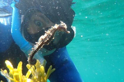 seahorses-shock-group-of-nova-scotia-snorkellers