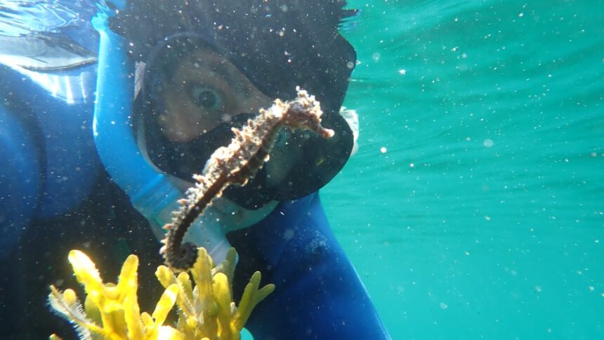 seahorses-shock-group-of-nova-scotia-snorkellers