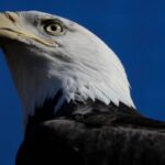 american-fugitive-among-5-facing-poaching,-trafficking-charges-for-killing-raptors-in-alberta
