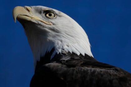 american-fugitive-among-5-facing-poaching,-trafficking-charges-for-killing-raptors-in-alberta