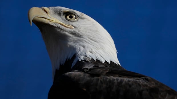 american-fugitive-among-5-facing-poaching,-trafficking-charges-for-killing-raptors-in-alberta