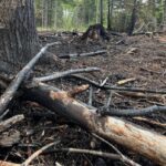 the-trail-may-be-getting-colder,-but-it’s-not-too-late-to-determine-wildfire-cause,-says-investigator