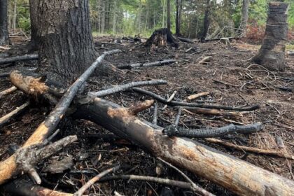 the-trail-may-be-getting-colder,-but-it’s-not-too-late-to-determine-wildfire-cause,-says-investigator