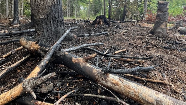 the-trail-may-be-getting-colder,-but-it’s-not-too-late-to-determine-wildfire-cause,-says-investigator