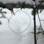 changes-to-pei.’s-rules-for-trapping-and-snaring-come-into-effect-this-season