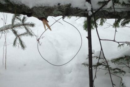 changes-to-pei.’s-rules-for-trapping-and-snaring-come-into-effect-this-season