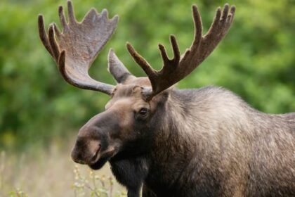 misipawistik-cree-nation-asks-court-to-cancel-some-2025-manitoba-moose-hunting-licences