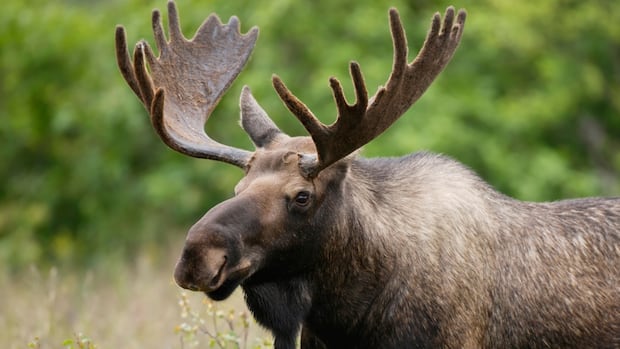 misipawistik-cree-nation-asks-court-to-cancel-some-2025-manitoba-moose-hunting-licences