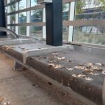 pigeon-poop-brings-no-luck-for-winnipeg-bus-riders-sick-of-birds-roosting-at-osborne-station