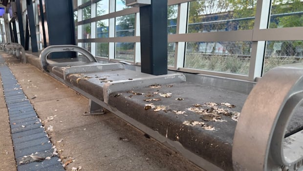 pigeon-poop-brings-no-luck-for-winnipeg-bus-riders-sick-of-birds-roosting-at-osborne-station