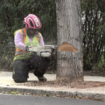 brandon’s-core-losing-dozens-of-trees,-but-business-leaders-see-chance-for-renewal