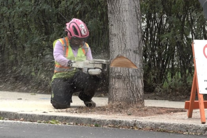 brandon’s-core-losing-dozens-of-trees,-but-business-leaders-see-chance-for-renewal