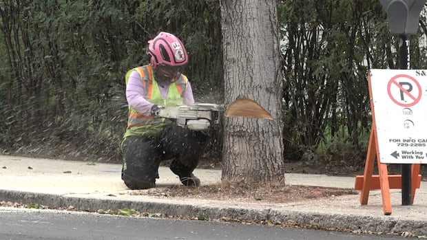 brandon’s-core-losing-dozens-of-trees,-but-business-leaders-see-chance-for-renewal