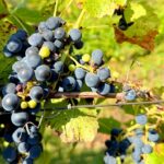 manitoba-vineyard-bottling-up-local-flavour