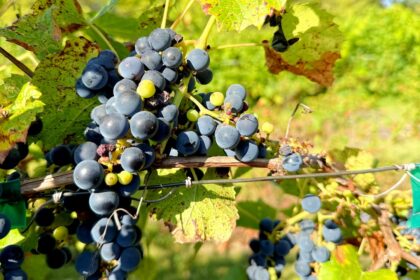 manitoba-vineyard-bottling-up-local-flavour