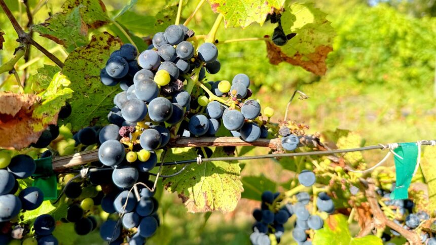 manitoba-vineyard-bottling-up-local-flavour
