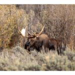 report-of-firearm-discharged-from-tch,-near-golf-club,-to-kill-moose:-enforcement-officers-investigating