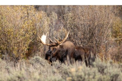 report-of-firearm-discharged-from-tch,-near-golf-club,-to-kill-moose:-enforcement-officers-investigating