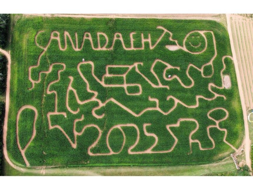 getting-lost-in-the-corn:-why-atlantic-canadians-flock-to-corn-mazes-every-fall
