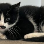 kitten-rescued-from-cargo-ship-after-journey-from-italy-to-canada