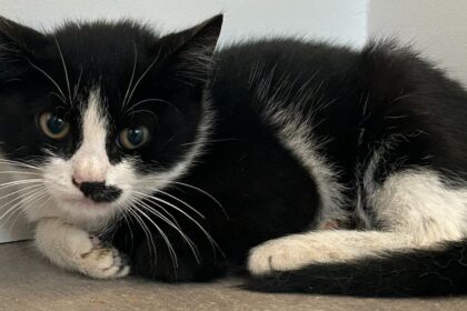 kitten-rescued-from-cargo-ship-after-journey-from-italy-to-canada