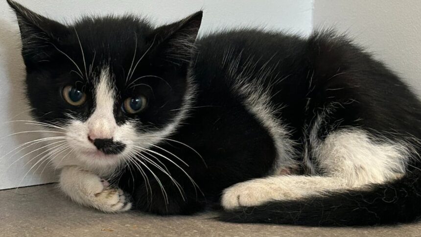 kitten-rescued-from-cargo-ship-after-journey-from-italy-to-canada